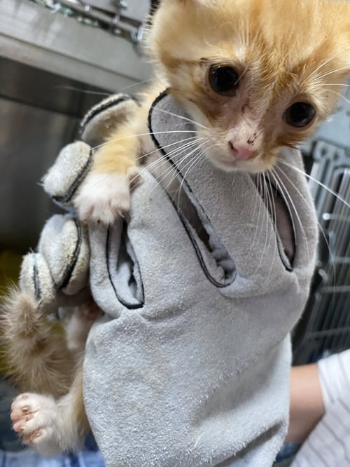 NOVA - AT SHELTER - Domestic Short Hair available for adoption