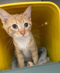 Meowboy Boots - Not at shelter - Photo 1