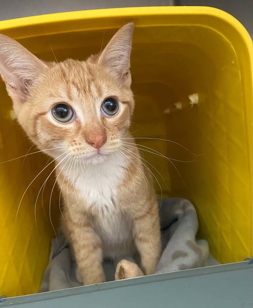 MEOWBOY BOOTS - NOT AT SHELTER - Domestic Short Hair available for adoption
