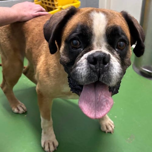 BELLA JOI - AT SHELTER - Boxer available for adoption