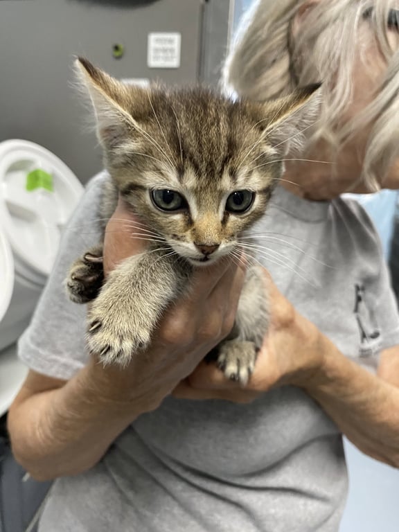 Spirit - Not at the shelter (Shannon) Image