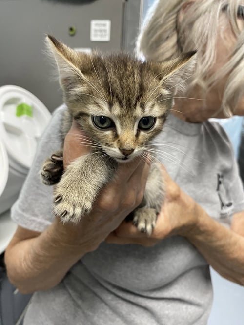 SPIRIT - NOT AT THE SHELTER (SHANNON) - Domestic Short Hair available for adoption
