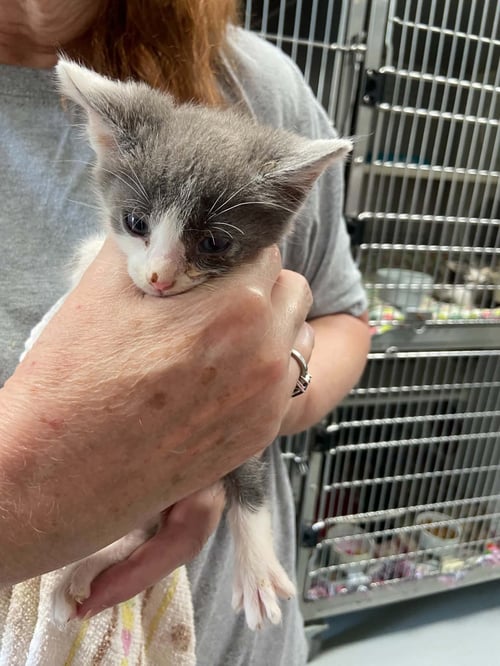 CLYDE -  NOT AT SHELTER (BARBE) - Domestic Short Hair available for adoption