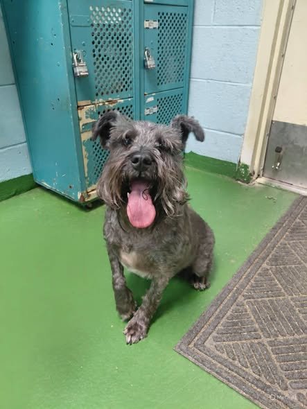 Shadow: Not at the shelter (Sharrie) Image