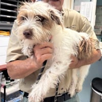 McGhee - At shelter available 7/26 - Photo 1