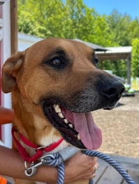Loki: Not at the shelter (Tiffany) - Photo 2