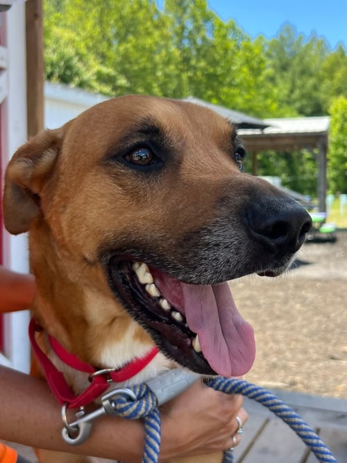 LOKI: NOT AT THE SHELTER (TIFFANY) - German Shepherd Dog / Redbone Coonhound available for adoption