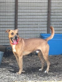 Loki: Not at the shelter (Tiffany) - Photo 5