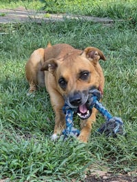 Loki: Not at the shelter (Tiffany) - Photo 16