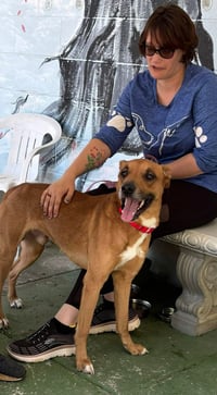 Loki: Not at the shelter (Tiffany) - Photo 10