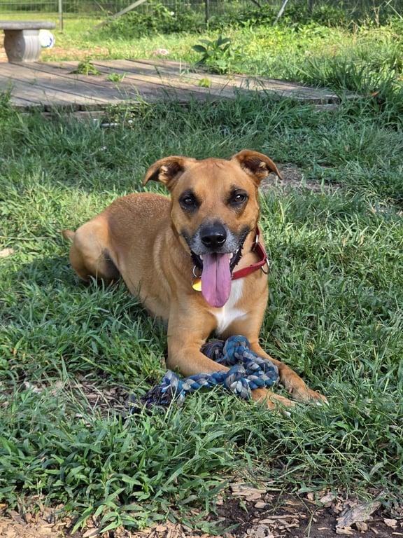 Loki: Not at the shelter (Tiffany) Image