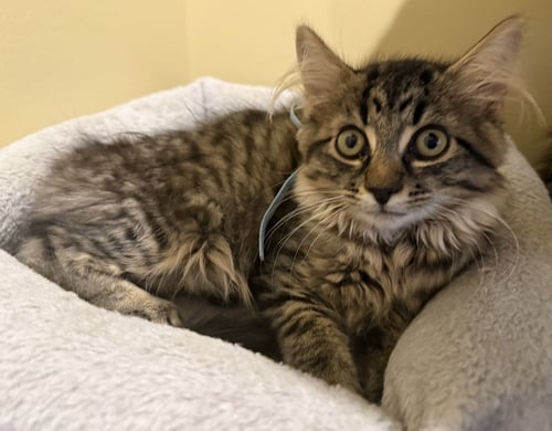 TAIGA-  NOT AT THE SHELTER (FAITH) - Domestic Medium Hair available for adoption