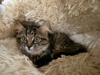Taiga-  Not at the shelter (Faith) - Photo 3
