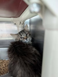 Taiga-  Not at the shelter (Faith) - Photo 4