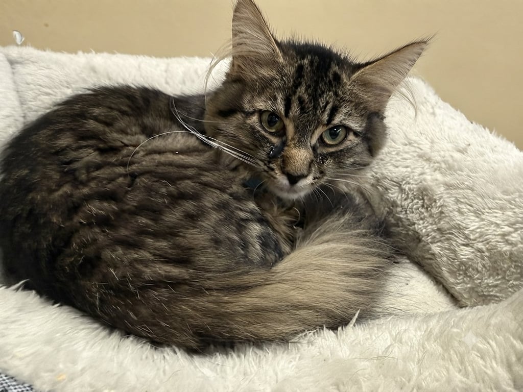 Taiga-  Not at the shelter (Faith) Image