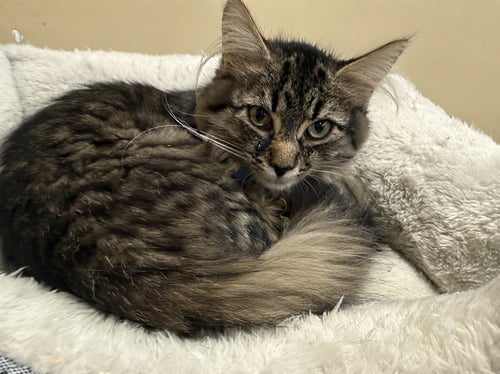 TAIGA-  NOT AT THE SHELTER (FAITH) - Domestic Medium Hair available for adoption