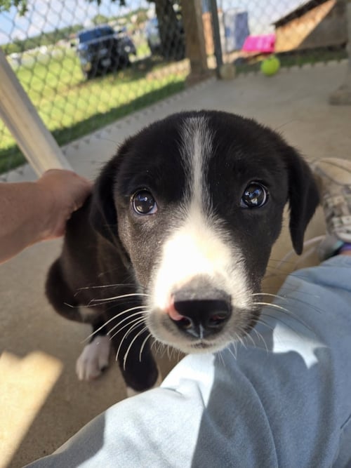 FLORIAN: AT THE SHELTER - Australian Shepherd available for adoption