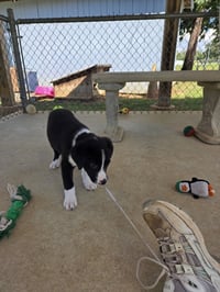 Florian: at the shelter - Photo 3