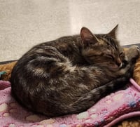 Foxy Marie: Not at the shelter (Barbe) - Photo 1