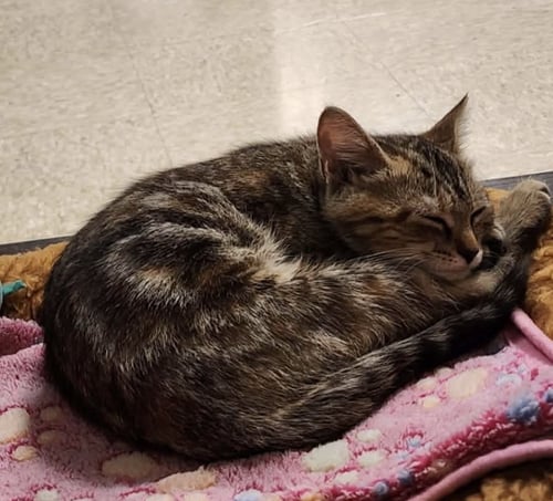 FOXY MARIE: NOT AT THE SHELTER (BARBE) - Domestic Medium Hair available for adoption