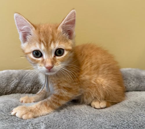 GRUMBLES-NOT AT THE SHELTER (FAITH) - Domestic Short Hair / Tabby available for adoption
