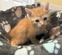 Grumbles-Not at the shelter (Faith) - Photo 2