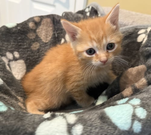 GRUMBLES-NOT AT THE SHELTER (FAITH) - Domestic Short Hair / Tabby available for adoption