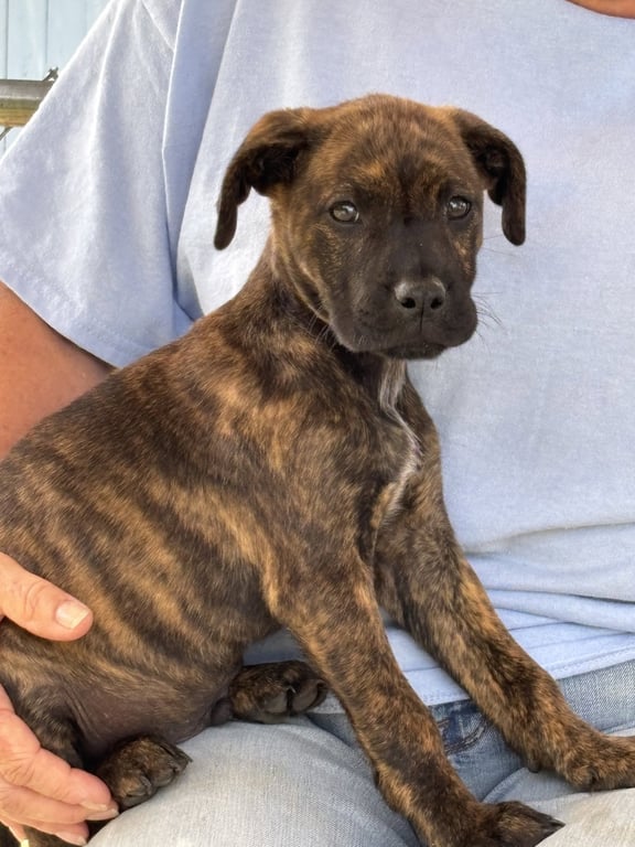 Chewbarker: Not at the shelter (Ann) Image