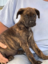 Chewbarker: Not at the shelter (Ann) - Photo 1