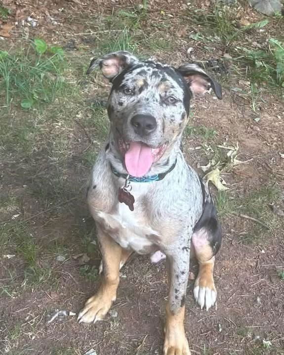 DUKE: AT SHELTER - Labrador Retriever / Pit Bull Terrier for adoption in Lynchburg