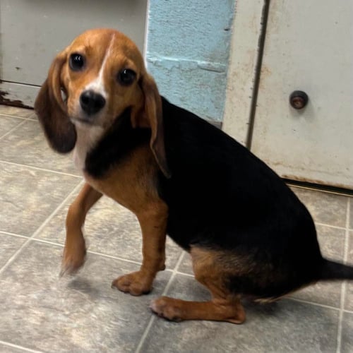 POLLY (AKA LIFE): NOT AT SHELTER (SHARRIE) - Beagle available for adoption