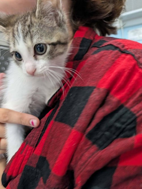 ROANOKE - NOT AT SHELTER (FAITH) - Domestic Short Hair available for adoption