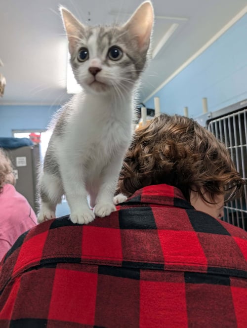 ROANOKE - NOT AT SHELTER (FAITH) - Domestic Short Hair available for adoption