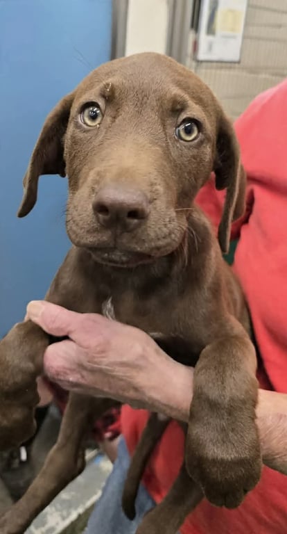Josie - Not at  shelter available 6/14 (Amy) Image