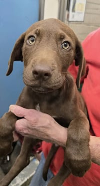 Josie - Not at  shelter available 6/14 (Amy) - Photo 1