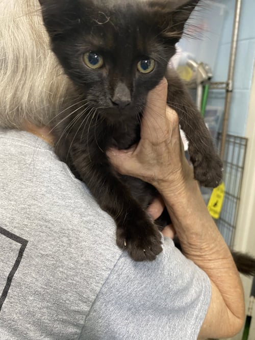 ALEXIS - AT SHELTER - Domestic Short Hair available for adoption
