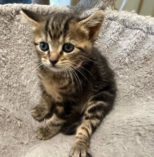DUCKIE-NOT AT THE SHELTER (FAITH) AV 5/17