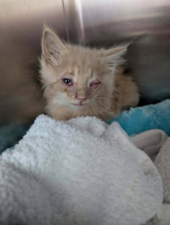 Citrine - Not at shelter Image