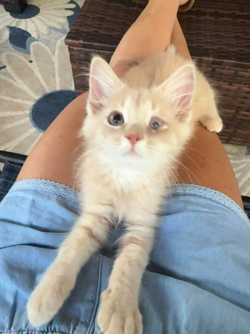 CAPTAIN JACK (CITRINE): NOT AT SHELTER (LINDSAY) - Domestic Medium Hair available for adoption