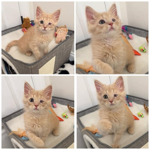 CAPTAIN JACK (CITRINE): NOT AT SHELTER (LINDSAY) - Domestic Medium Hair available for adoption