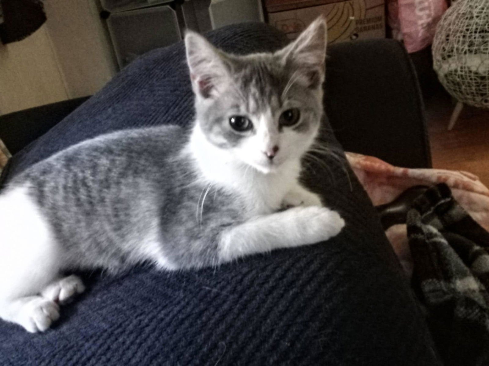 ROMANCE: NOT AT SHELTER (DEBRA) - Domestic Short Hair available for adoption