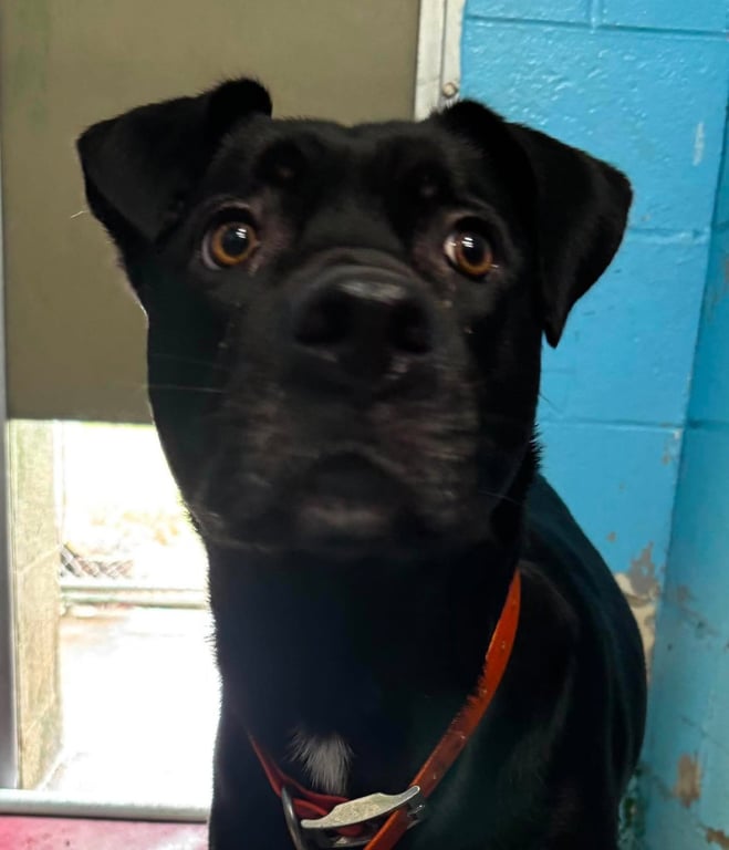 Winnie: Not At shelter Image
