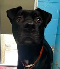Winnie: Not At shelter - Photo 1
