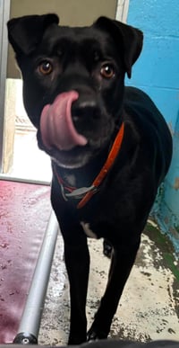 Winnie: Not At shelter - Photo 3