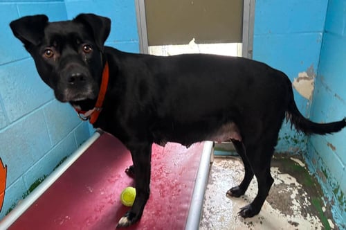 WINNIE: NOT AT SHELTER - Black Labrador Retriever available for adoption