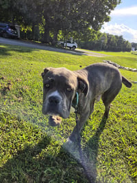 Balder: Not at shelter (Alan) - Photo 4