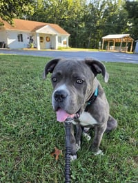 Balder: Not at shelter (Alan) - Photo 3