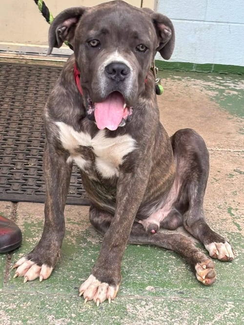 BALDER - AT SHELTER AVAILABLE 8:24 - Cane Corso Mastiff available for adoption