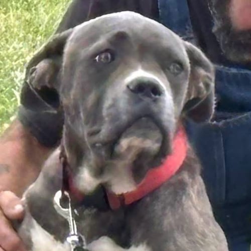 BALDER - AT SHELTER AVAILABLE 8:24 - Cane Corso Mastiff available for adoption
