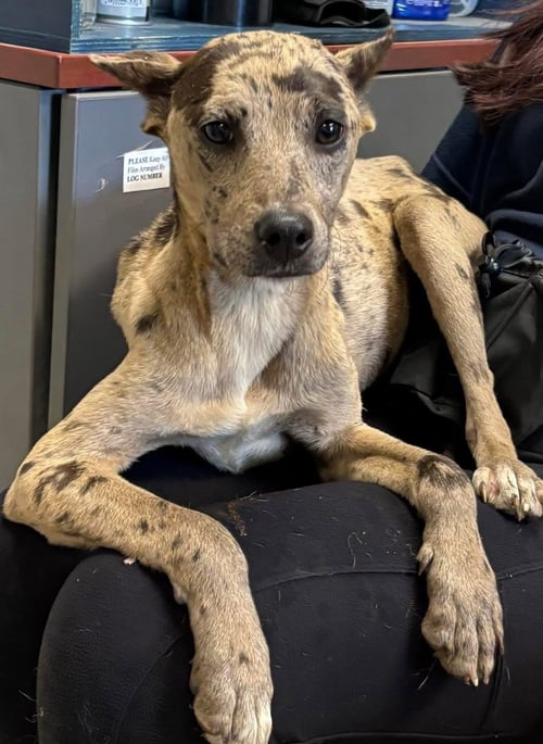 JASMINE - AT SHELTER AVAILABLE 6/6 - Hound / Pit Bull Terrier available for adoption